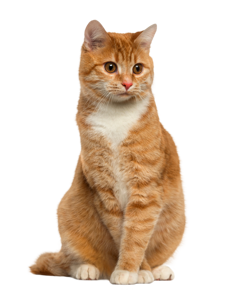 Picture for category Cat