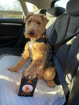 Picture of Trailstone Dog Seat Belt