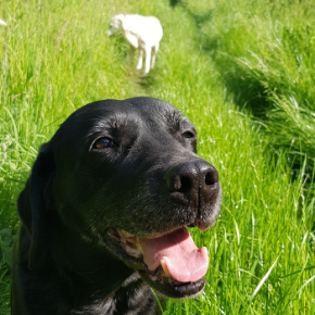 Picture for category Dog