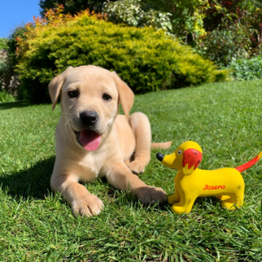 Picture for category Treats & Toys