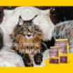 Josera Senior complete cat food supporting kidney function for older cats lifestyle